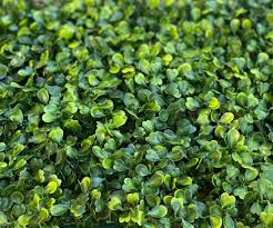 Follaje Sintético Decorativo: Naturaleza sin Complicaciones para Tus Espacios